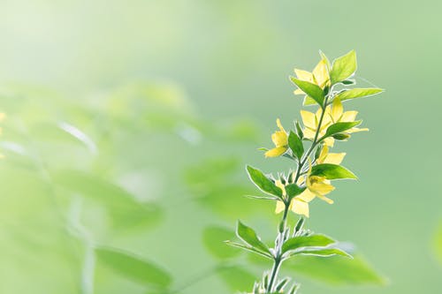 廢墟和荒原上的人們小說(shuō)主角葉修章節閱讀