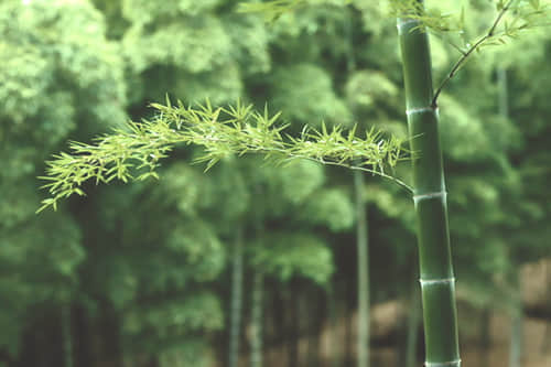 唯美說(shuō)說(shuō)圖片大全 QQ空間說(shuō)說(shuō)帶圖片