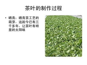 茶葉基礎知識-茶之源