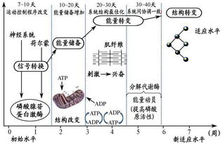 基礎知識,康復,訓練,運動(dòng)