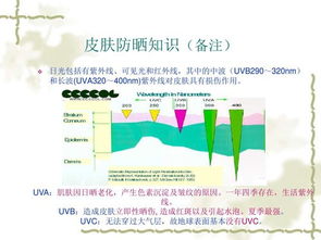 皮膚學(xué)知識基礎知識