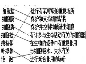 細胞器基礎(chǔ)知識填空