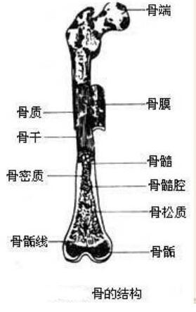 基礎醫學(xué)知識解剖學(xué)神經(jīng)系統,基礎醫學(xué)概論解剖學(xué)部分,基礎醫學(xué)解剖學(xué)研究生畢業(yè)干嘛