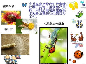 昆蟲(chóng)的基礎(chǔ)知識(shí)