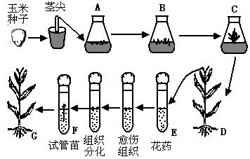 玉米育種的基礎知識