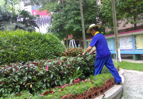 園林綠化,基礎知識,高級工