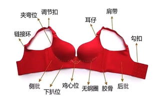 文胸基礎知識