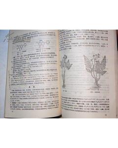 藥用植物學(xué)科的基礎知識