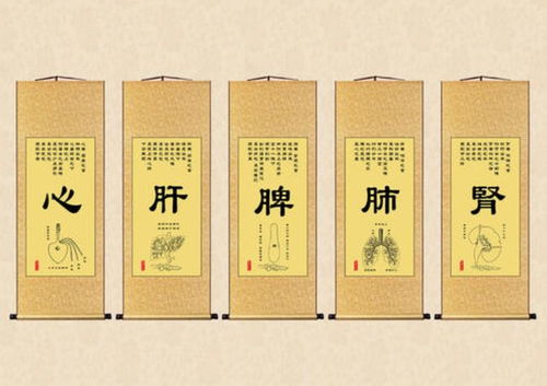 中醫基礎知識之藏象學(xué)說(shuō)之五臟