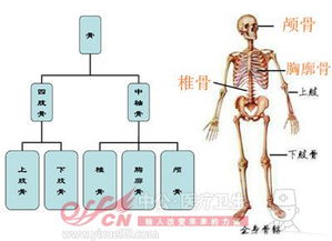 有關(guān)醫學(xué)基礎知識解剖學(xué)題目