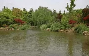 水生態(tài)構(gòu)建常見動(dòng)植物基礎(chǔ)知識(shí)