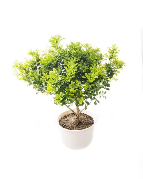 綠植生長的基礎知識