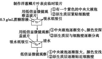 生物教材基礎實(shí)驗知識點(diǎn)