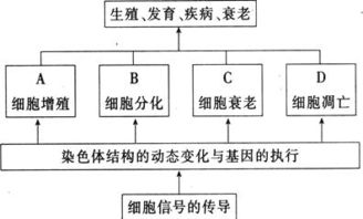 細胞的生命歷程基礎知識