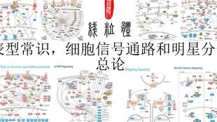 細(xì)胞信號(hào)通路名詞解釋,細(xì)胞信號(hào)通路圖,細(xì)胞自噬信號(hào)通路