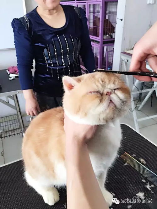 寵物貓的基礎知識