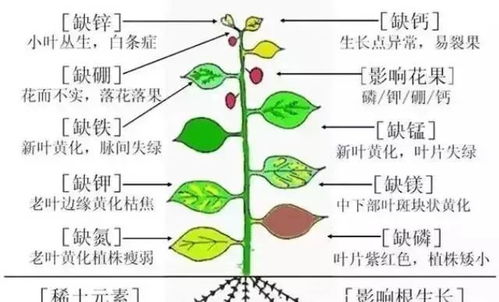 基礎知識,植物,兒童
