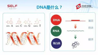 dna生物遺傳基礎知識