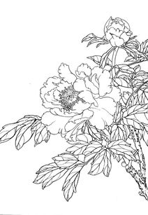 線(xiàn)描花卉基礎知識