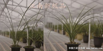 有機肥無(wú)機肥基礎知識