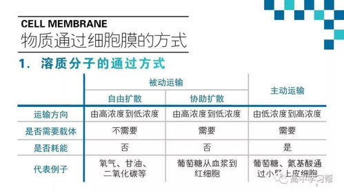 高中生物基礎知識的重要性