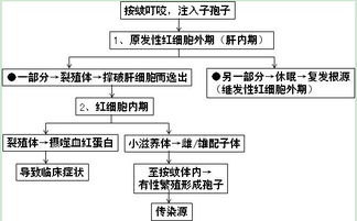藥品專(zhuān)業(yè)基礎理論知識
