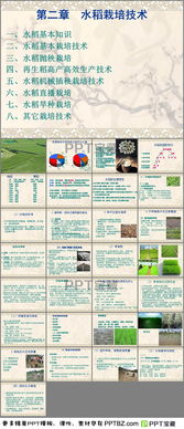 水稻基礎(chǔ)知識(shí)測試題